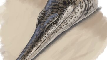 Des paléontologues découvrent un crocodile marin unique ressemblant à un dauphin datant de l'époque des dinosaures