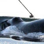 Des scientifiques découvrent une mystérieuse synchronisation à longue distance entre des baleines