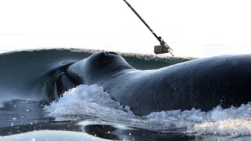 Des scientifiques découvrent une mystérieuse synchronisation à longue distance entre des baleines