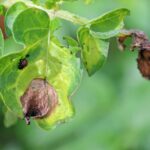 Un ADN ancien révèle les secrets de la guerre des agents pathogènes de la pomme de terre SciTechDaily