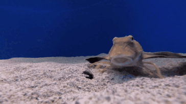 Un poisson avec des nageoires en forme d'ailes dépassant de son côté utilise six pattes semblables à celles d'un crabe pour marcher sur le sable à l'intérieur d'un grand aquarium.