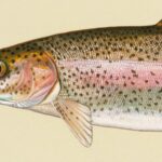 Certains poissons en bonne santé ont des bactéries dans leur cerveau