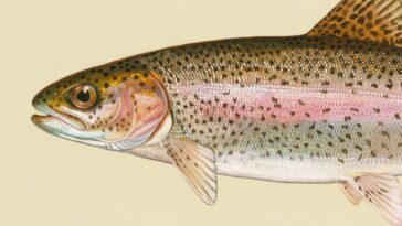 Certains poissons en bonne santé ont des bactéries dans leur cerveau