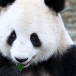 Des scientifiques viennent de transformer des cellules de peau de panda géant en cellules souches