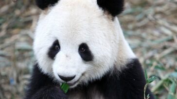 Des scientifiques viennent de transformer des cellules de peau de panda géant en cellules souches