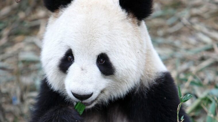 Des scientifiques viennent de transformer des cellules de peau de panda géant en cellules souches