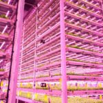 L'éclairage intelligent pourrait rendre l'agriculture verticale plus abordable