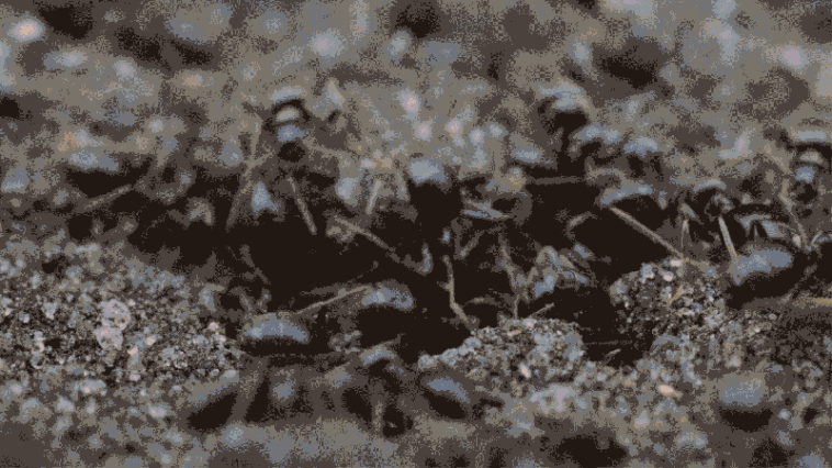 Les fourmis ont modifié l'architecture de leurs nids lorsqu'elles ont été exposées à un agent pathogène