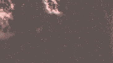 Après avoir absorbé un agent pathogène, un neutrophile humain libère son ADN dans son environnement. Cet ADN forme un filet capable de piéger et de tuer d’autres agents pathogènes.