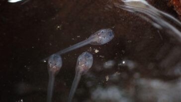 Les têtards nagent dans une mare d’eau. Il s'agit de têtards de rainettes d'Eiffinger (Kurixalus eiffingeri) à peau semi-transparente.