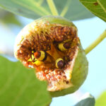 Trois frelons se régalent tête première dans une figue fendue, avec pour la plupart leurs derrières jaunes et bruns visibles.