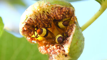 Trois frelons se régalent tête première dans une figue fendue, avec pour la plupart leurs derrières jaunes et bruns visibles.