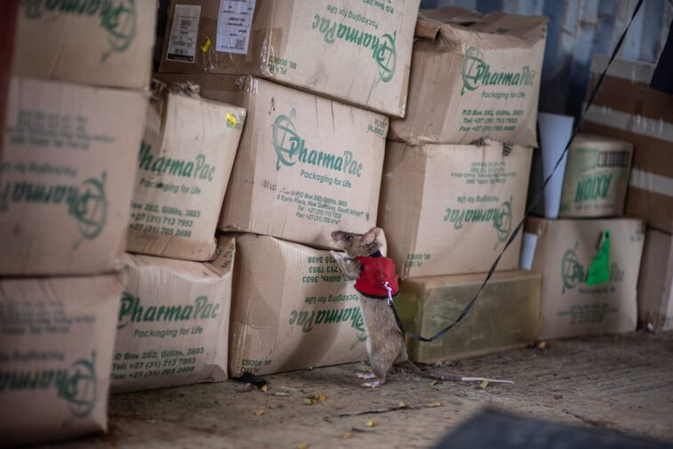 Un rat portant un petit gilet rouge se tient près d’une pile de cartons.