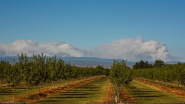 La fumée de Megafire pourrait freiner les récoltes de noix en Californie