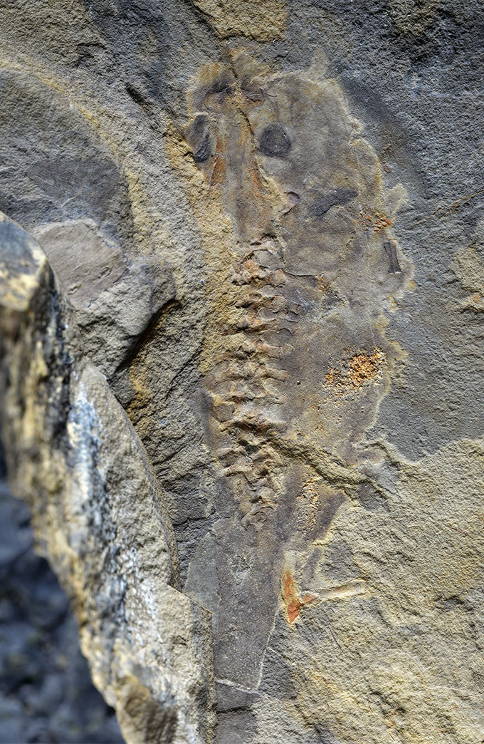 Le plus vieux têtard fossile connu était un gros bébé Forme fossilisée d'un têtard dans la roche, avec des bords visibles et une empreinte vertébrale.