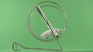 Le sémaglutide sape la motivation des souris à courir