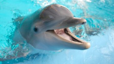 Les comportements de bouche ouverte des dauphins pendant le jeu sont comme des sourires, selon une étude