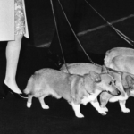 Les corgis de la reine Elizabeth étaient en fait des « psychopathes », apparemment