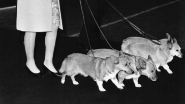 Les corgis de la reine Elizabeth étaient en fait des « psychopathes », apparemment