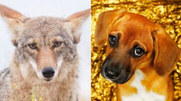 Les coyotes ont les muscles du visage pour ce look de « chiot triste »