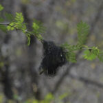 Une masse sombre de structures filiformes pend de l'extrémité d'une fine branche dans une zone très boisée
