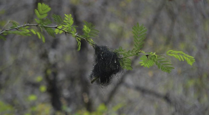Une masse sombre de structures filiformes pend de l'extrémité d'une fine branche dans une zone très boisée