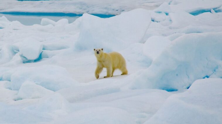 Les ours polaires sont exposés à davantage d’agents pathogènes à mesure que le climat se réchauffe