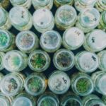 La photo, prise d’en haut, montre de nombreuses plantes carnivores de droséra poussant dans de petits bocaux en verre. Le dessus des pots porte des étiquettes écrites en Sharpie noir le long de leurs bords.