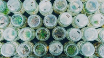 La photo, prise d’en haut, montre de nombreuses plantes carnivores de droséra poussant dans de petits bocaux en verre. Le dessus des pots porte des étiquettes écrites en Sharpie noir le long de leurs bords.