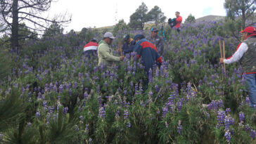 Sauver les forêts de sapins du Mexique pourrait aider les papillons monarques