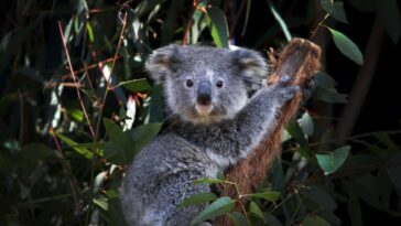 Un ustensile de cuisine commun pourrait aider à la conservation des koalas