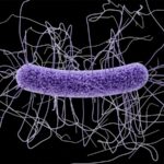 Un vaccin à ARNm a protégé les souris contre la bactérie intestinale mortelle C. difficile