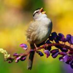 Certaines personnes n’ont pas l’œil de l’esprit. Les scientifiques veulent savoir pourquoi
