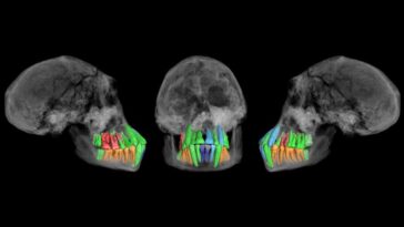 Des dents fossiles suggèrent un début étonnamment précoce de la longue enfance humaine