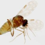 Le virus à l'origine d'une épidémie au Brésil peut se transmettre de la mère au fœtus