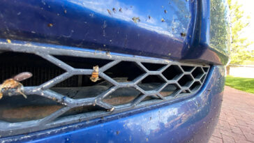 Ce gros plan du pare-chocs et de la calandre d'une voiture bleue montre celle-ci recouverte d'insectes écrasés, dont deux abeilles clairement identifiables.