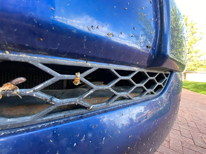 Ce gros plan du pare-chocs et de la calandre d'une voiture bleue montre celle-ci recouverte d'insectes écrasés, dont deux abeilles clairement identifiables.