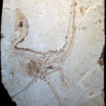 Une image d’un fossile aplati de Sinosauropteryx.