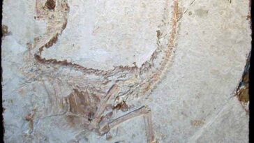 Une image d’un fossile aplati de Sinosauropteryx.