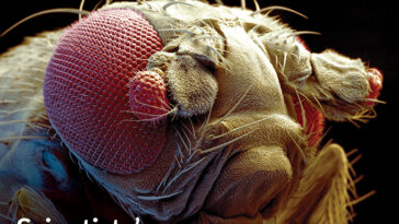 Couverture du 5 octobre 2024 de Science News