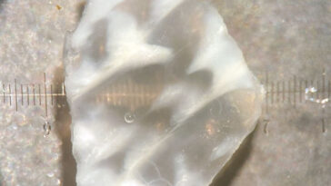 Une coquille blanche avec des taches translucides ondulées est montrée sous l'objectif d'un microscope