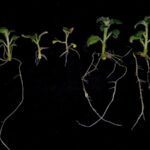 L’exploitation d’une particularité génétique des pommes de terre pourrait réduire les besoins en engrais