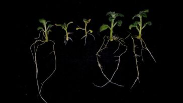 L’exploitation d’une particularité génétique des pommes de terre pourrait réduire les besoins en engrais