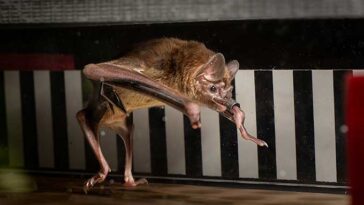 Mettre des chauves-souris vampires sur des tapis roulants révèle un métabolisme inhabituel