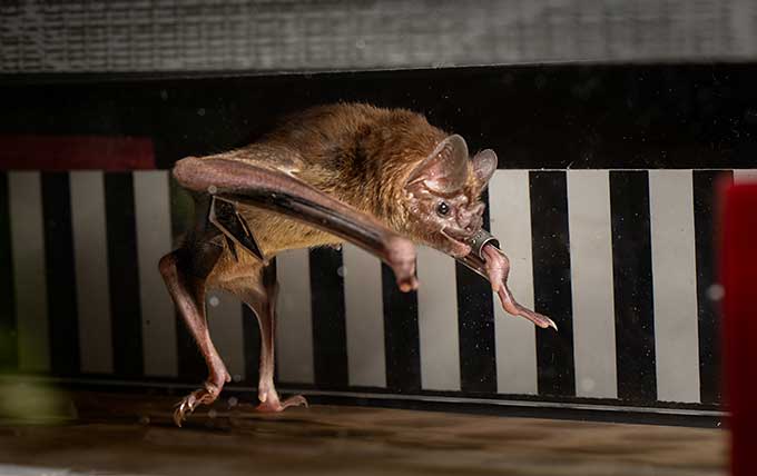 Mettre des chauves-souris vampires sur des tapis roulants révèle un métabolisme inhabituel