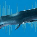 Pour les baleines en plongée profonde, les déchets plastiques peuvent « ressembler » à de la nourriture