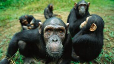 Pour les chimpanzés adultes, jouer peut être plus important qu’on ne le pensait auparavant