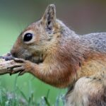 Pourquoi la mort de P'Nut l'écureuil est devenue un événement politique national