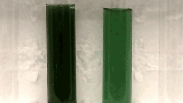 Une image GIF montrant que les cellules de la souche de cyanobactérie Chonkus se déposent au fond beaucoup plus rapidement dans l'eau qu'une autre souche de cyanobactérie.