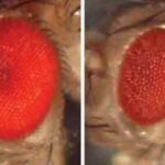 Dans deux images côte à côte, celle de gauche semble plus grande, plus lumineuse et plus rouge ; celui de droite semble rétréci et plus croustillant. Une mutation génétique qui provoque une maladie rare chez l’homme rend l’œil droit étrange.